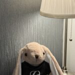 Lexus teddy